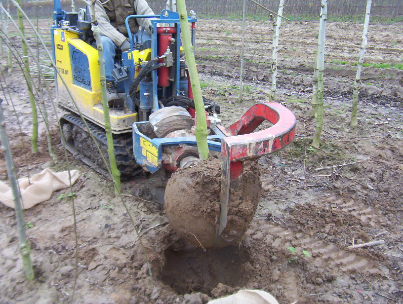 Harvesting trees