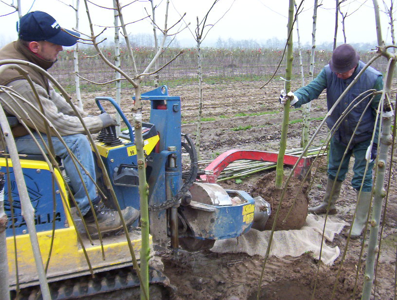 kluitenrooienbolbomen