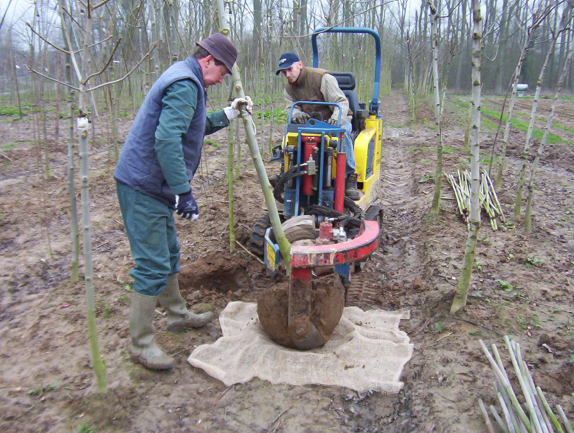 kluitenlaanbomen