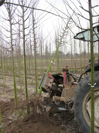 rooien bomen