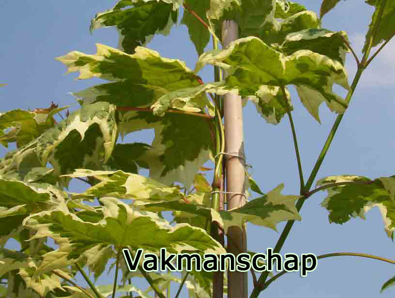 vakmanschap boomkwekerij